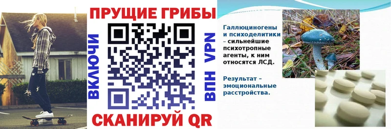 где купить наркоту Тара Галлюциногенные грибы Cubensis